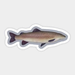 Blunt-snouted lenok Sticker